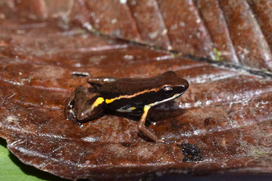 Epipedobates currulao Foto: R. Tarvin