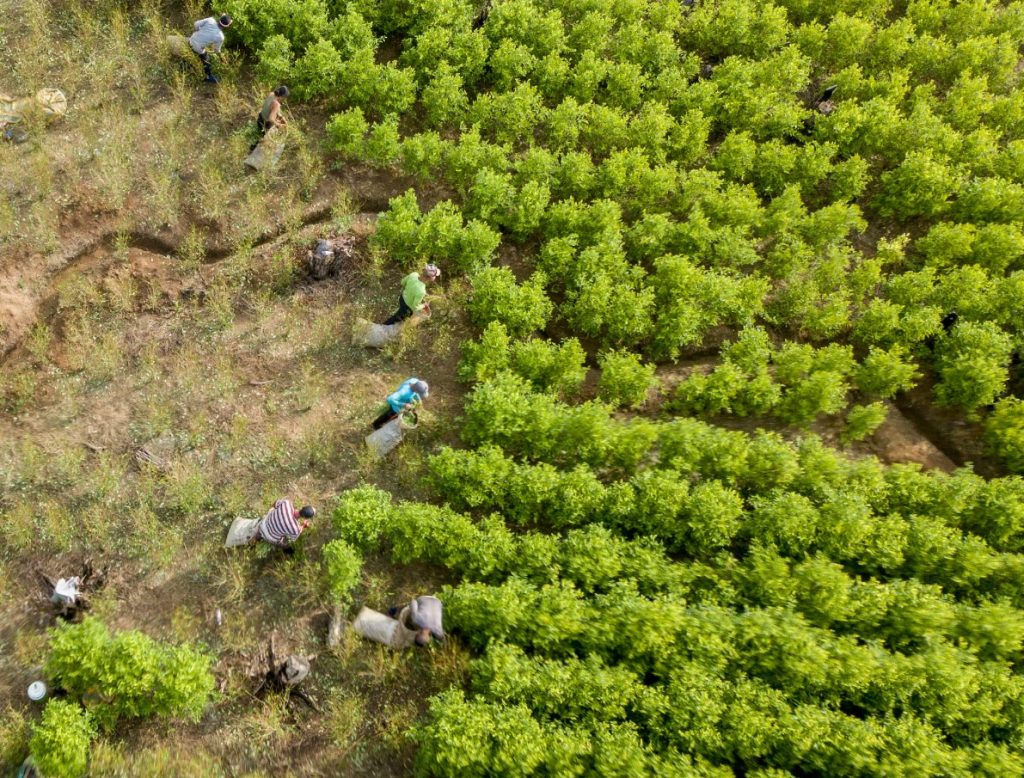 Colombia debe avanzar en la erradicación de cultivos ilícitos para mantener certificación de EE.UU.