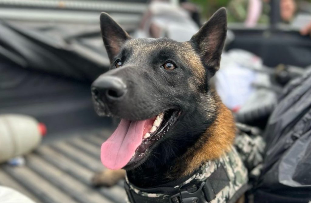 La historia de 'Tuerca', un perro 'exguerrillero" que ahora hace parte de la Policía