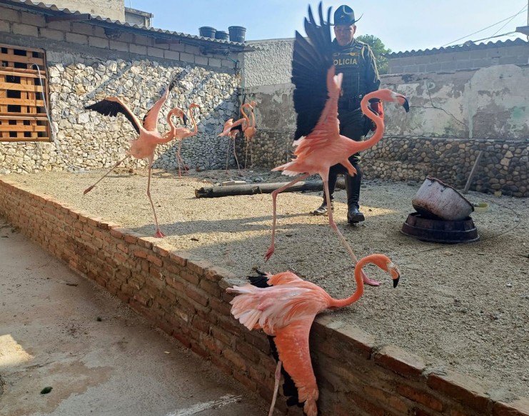 Capturan a hombre en Santa Marta por tenencia ilegal de 28 animales silvestres