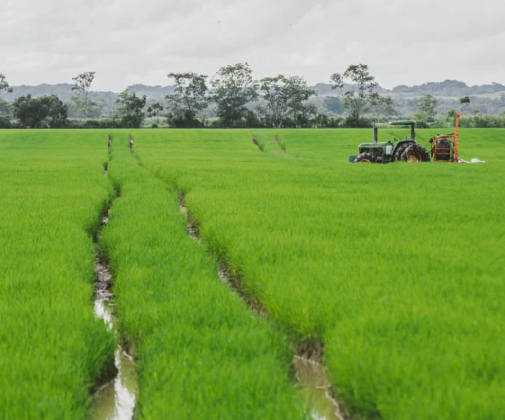 Campos de arroz Foto: La república/Carlos Sierra