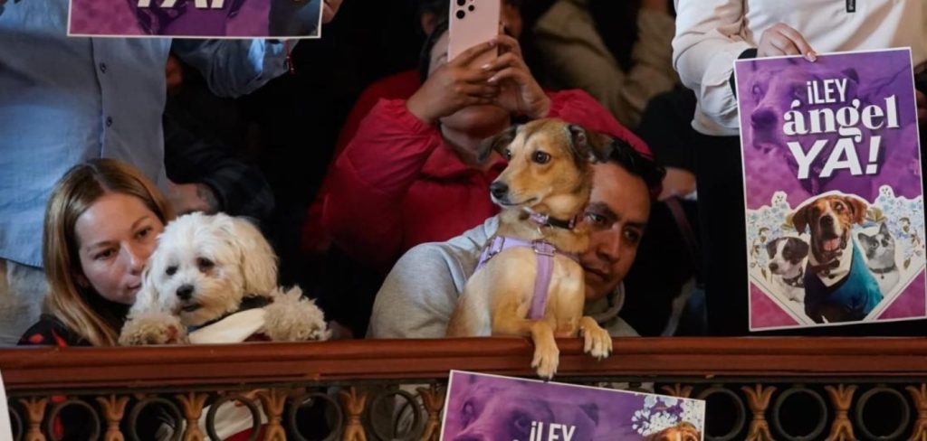 Estas son las nuevas leyes sancionadas en Colombia para proteger a los animales