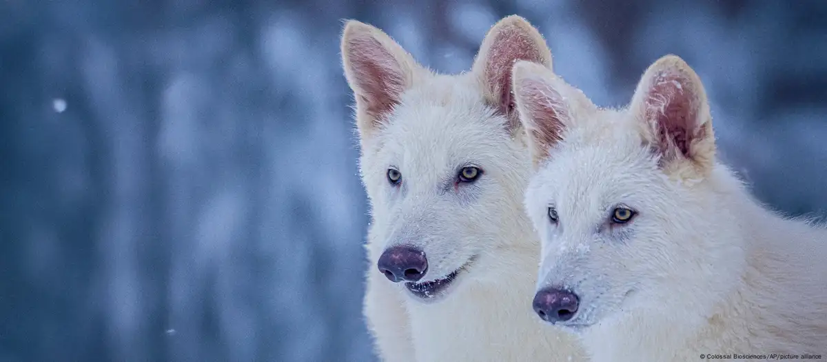 Esta foto sin fecha facilitada por Colossal Biosciences muestra a Romulus y Remus, ambos de 3 meses de edad y modificados genéticamente con similitudes al extinto lobo huargo. Imagen: Colossal Biosciences/AP/picture alliance