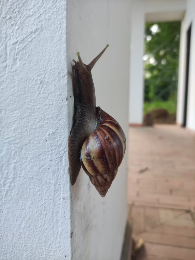 Caracol gigante africano, especie invasora en Cundinamarca. Foto: CAR.