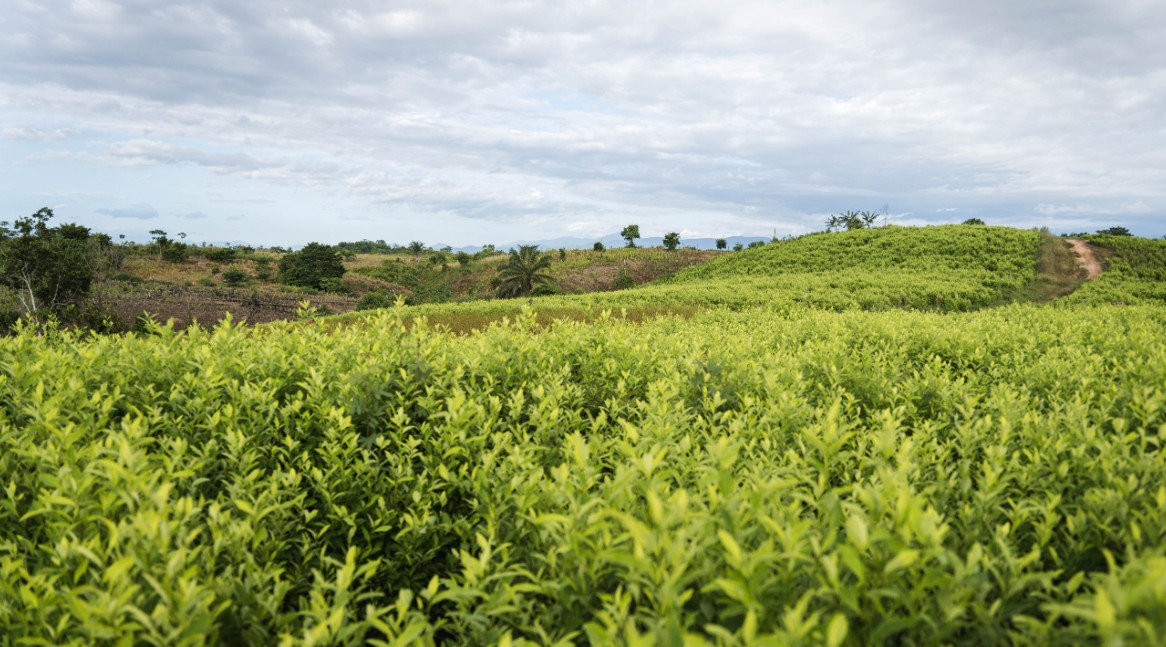 Corte Constitucional tumbó dos nuevos decretos de la declaratoria de Conmoción Interior en el Catatumbo