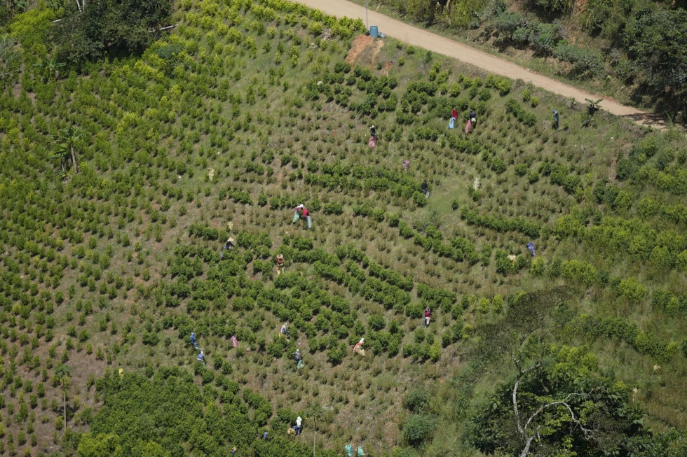 Recolectores de hoja de coca en una cosecha en un cerro del Cañón Micay, al suroeste de Colombia, el 13 de agosto de 2024. Foto: AP Foto/Fernando Vergara, Archivo