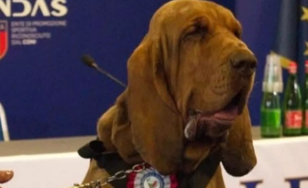 Italia investiga la muerte de Bruno, el sabueso rescatista envenenado con comida llena de clavos