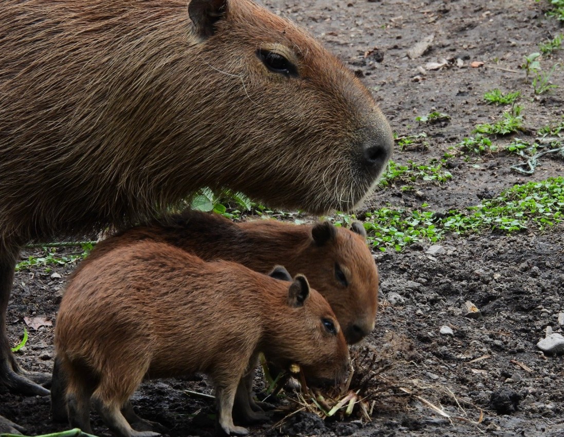 Gobierno descarta caza comercial del chigüiro en Colombia tras polémica pública