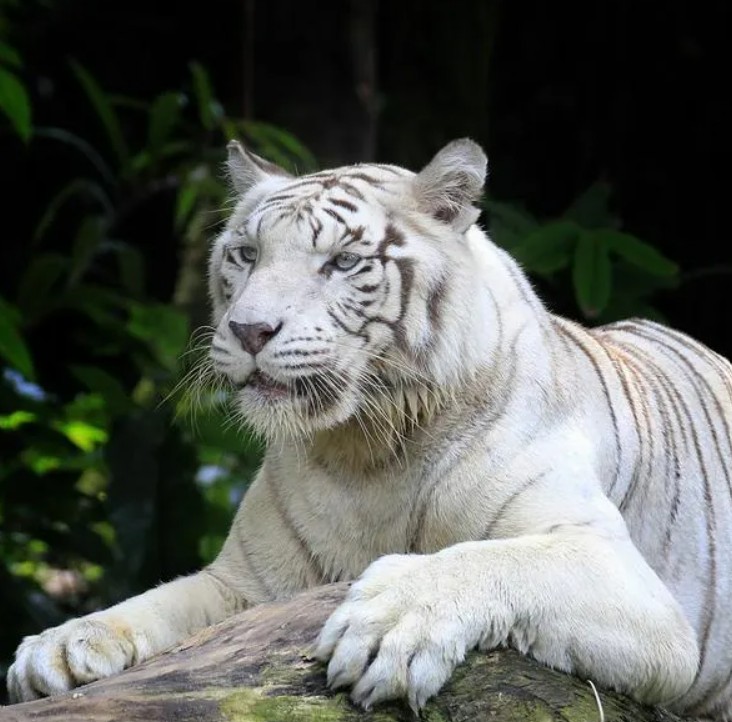 Tigresa muere en el Zoológico de Cali tras pelea territorial con su propio hijo