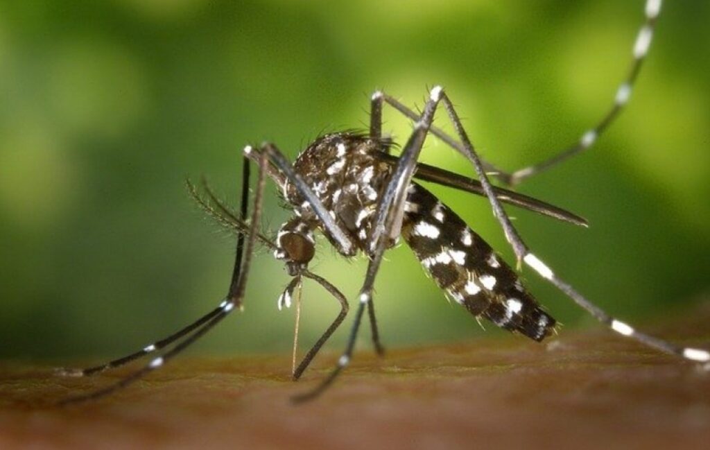 ¿Es posible predecir los brotes de dengue en Colombia? Esto reveló estudio