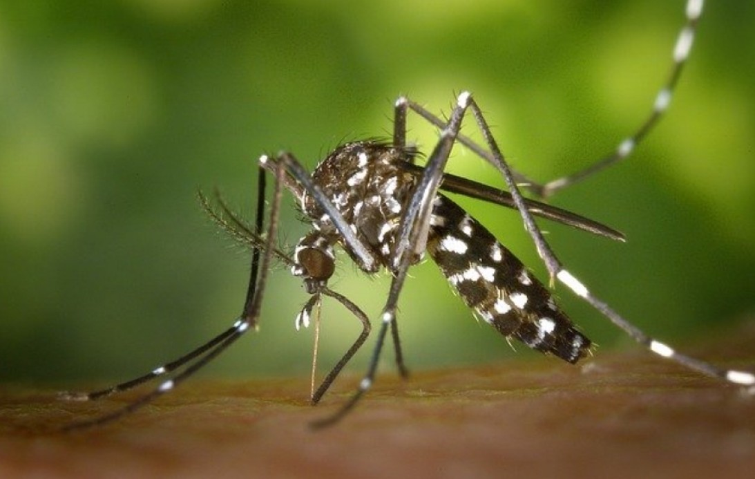 ¿Es posible predecir los brotes de dengue en Colombia? Esto reveló estudio