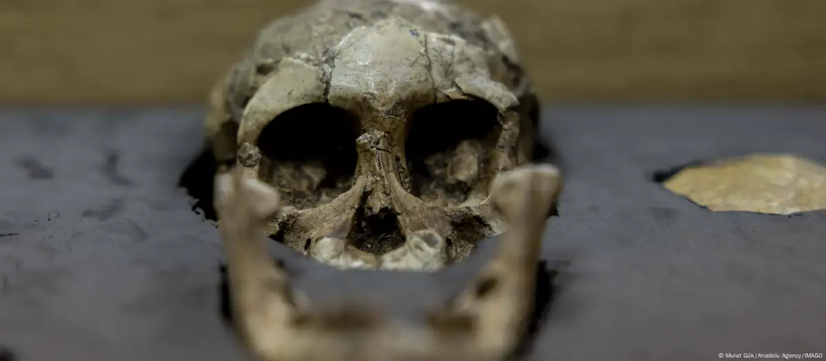 Los restos encontrados en Etiopía serían de un tipo desconocido de Australopithecus. Foto: Murat Gök/Anadolu Agency/IMAGO