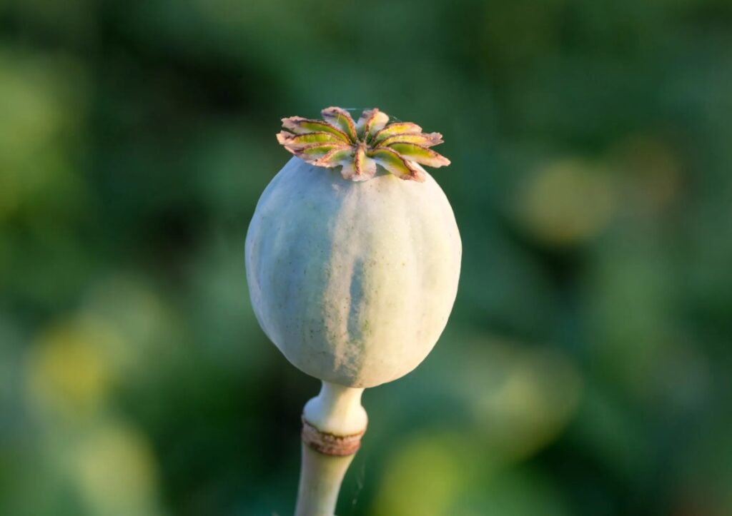 Cae en un 94% la producción de cultivos ilícitos en México ¿Por qué?