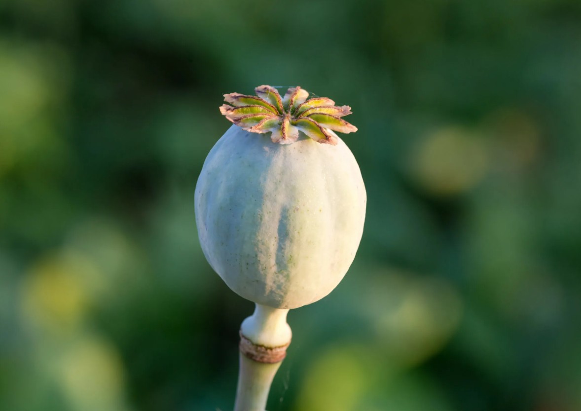 Cae en un 94% la producción de cultivos ilícitos en México ¿Por qué?