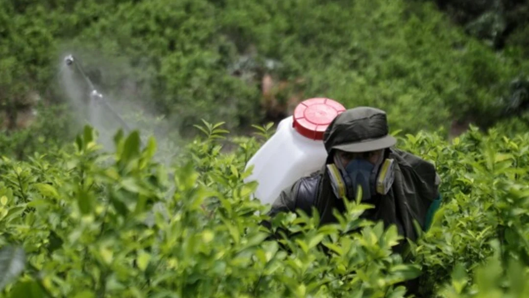 El incremento de cultivos ilícitos responde a múltiples factores estructurales Foto: Colprensa