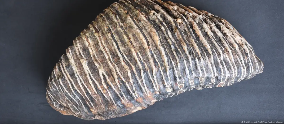 Diente de mamut que podría tener hasta 125.000 años de antigüedad. Foto: Arndt Lennartz/LVR/dpa