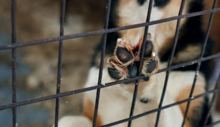 Un perro murió tras ser operado para extraerle una pepa de mango