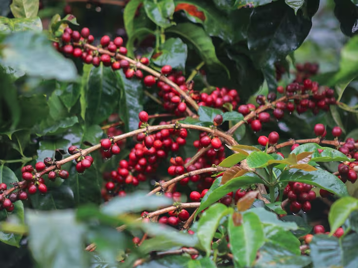 Serrano expresó que existe muy buena expectativa en los 78 municipios cafeteros de Santander Foto: Betto Luna