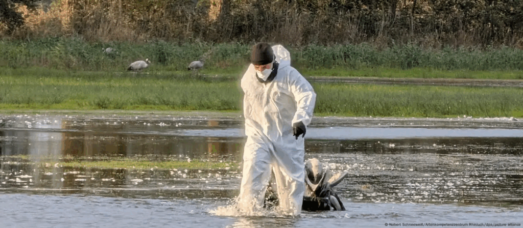 Un voluntario con traje protector saca del agua una grulla muerta en Brandeburgo. Foto: Nobert Schneeweiß/Artenkompetenzzentrum Rhinluch/