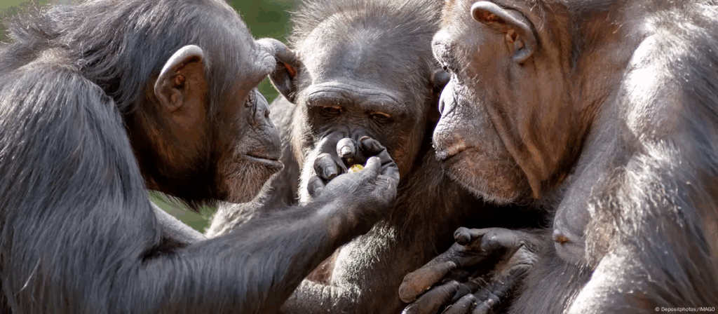 Los chimpancés (Foto de referencia) Foto: Depositphotos/IMAGO