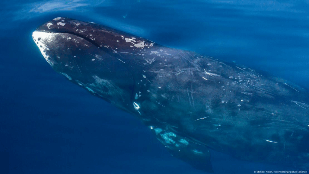Ballenas boreales Foto: Michael Nolan/robertharding