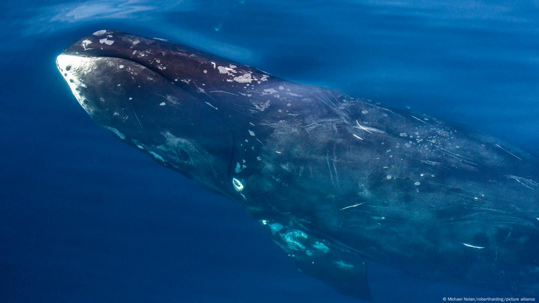 Ballenas boreales Foto: Michael Nolan/robertharding