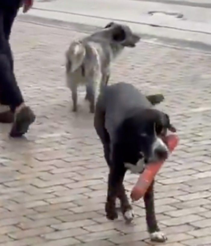 Perro se hace viral en redes por 'robar' salchichón en un D1