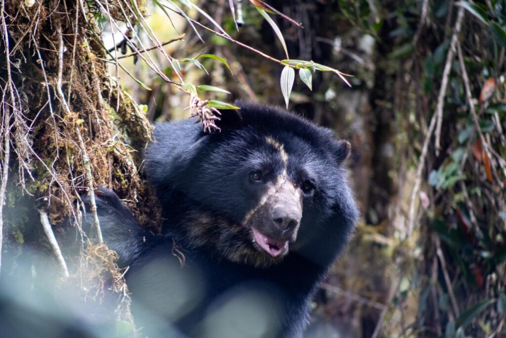 Oso andino murió cuando era trasladado a su habitat natural en Norte de Santander