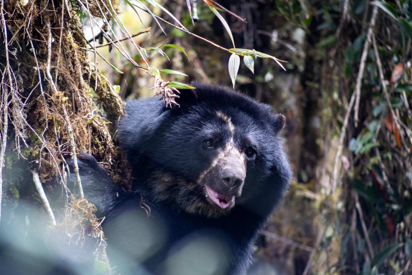 Oso andino murió cuando era trasladado a su habitat natural en Norte de Santander