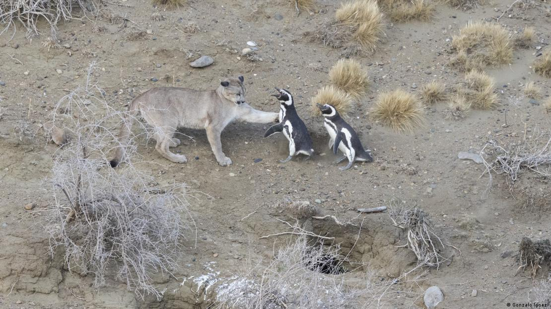 Los pumas, animales normalmente solitarios, tienen mayores interacciones entre sí en las cercanías de las colonias de pingüinos. Foto: Gonzalo Ignazi via dw