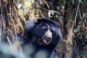 Oso andino murió cuando era trasladado a su habitat natural en Norte de Santander