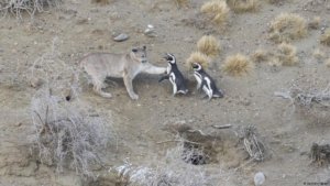 Los pumas, animales normalmente solitarios, tienen mayores interacciones entre sí en las cercanías de las colonias de pingüinos. Foto: Gonzalo Ignazi via dw