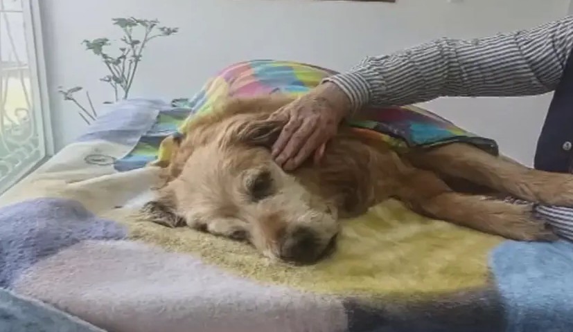 Envenenamiento masivo de perros en un colegio del sur de Bogotá genera alerta