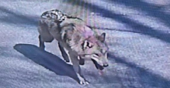 La épica búsqueda de un lobo que cautivó a Corea del Sur
