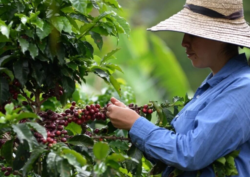 Caficultores de Norte de Santander viven azotados por la extorsión