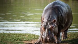Un indio multimillonario sería la salvalción de los hipopótamos de Colombia
