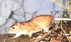 Hantavirus se transmiten principalmente por contacto con roedores