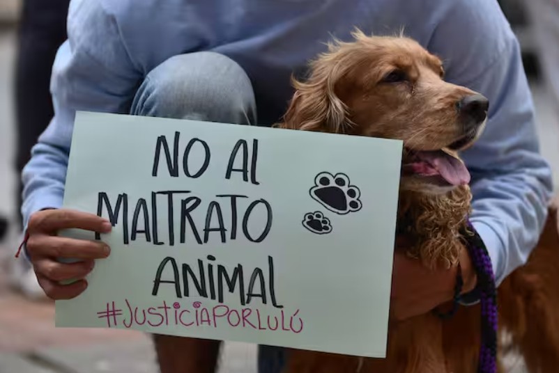 Consejo de Estado ordena al Gobierno crear la ruta contra el maltrato animal
