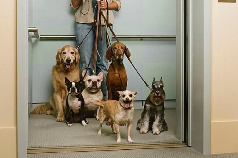 Corte Constitucional ampara derecho de las mascotas a usar ascensores en conjuntos residenciales