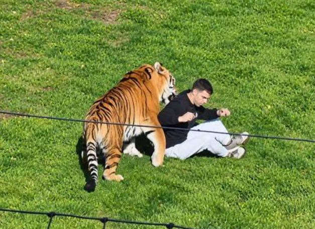 Hombre murió tras ser atacado por un tigre en zoológico de Inglaterra