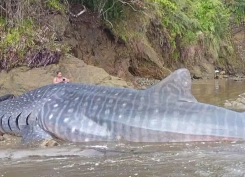 Tiburón ballena muere tras quedar varado en Bahía Solano; la comunidad intenta rescatarlo