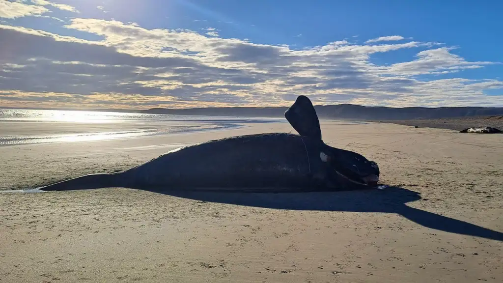Investigan las causas tras la alarmante mortandad de ballenas en la Patagonia argentina
