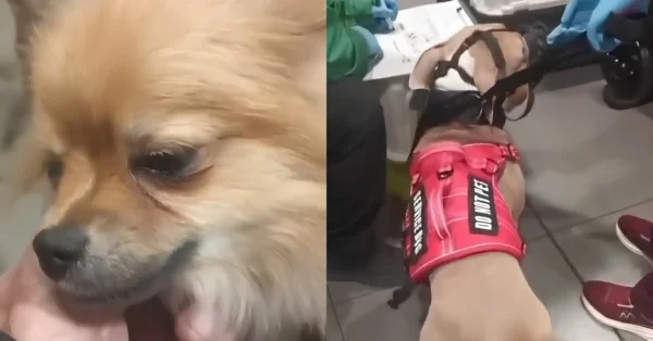 Mascotas en el Dorado: hablan los dueños de perros abandonados en el aeropuerto